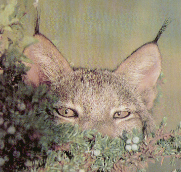 Links Lynx